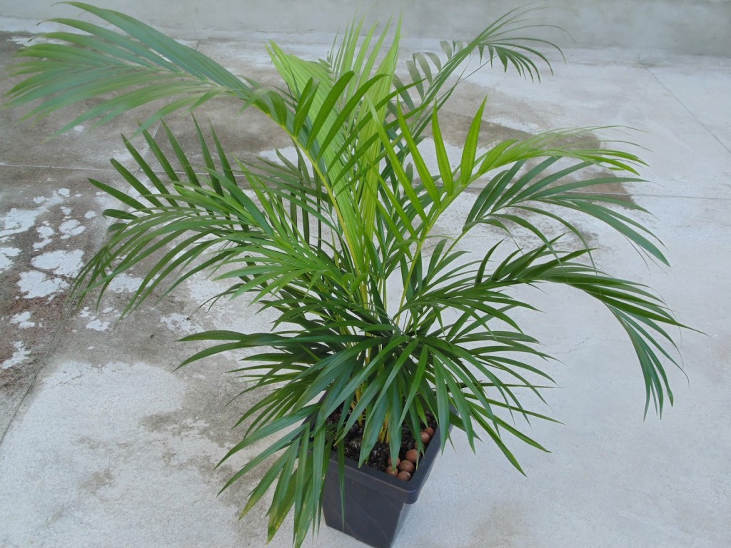 areca palm