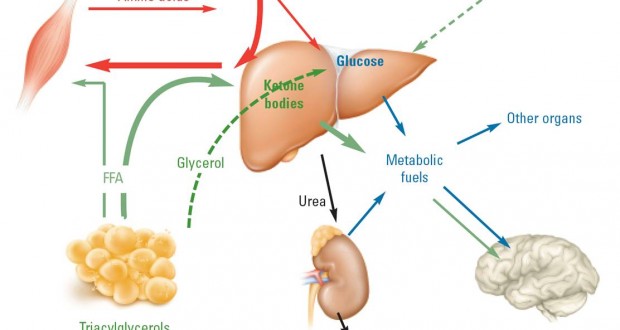 “In Ketosis” vs. “Keto-adapted”