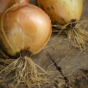 Onion Reducing Risk of Stomach Cancer – Nutrition Facts and Health Effects