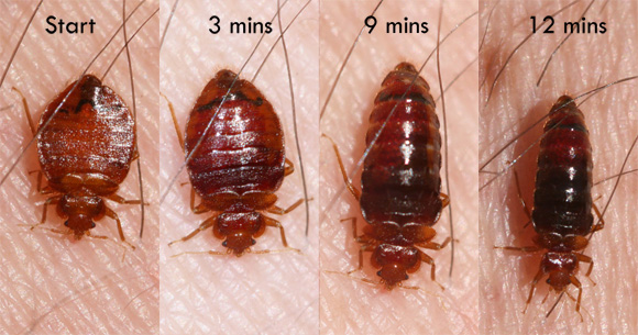 Bed Bugs – Your Micro Natural Enemy