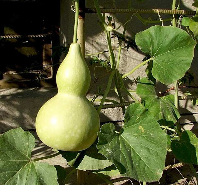 bottle-gourd