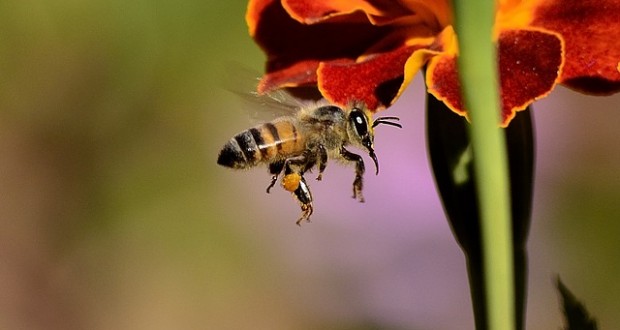 People Flies and People Bees