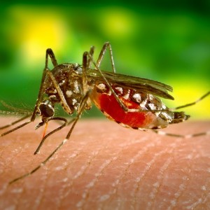 Simple Homemade Mosquito Repellent