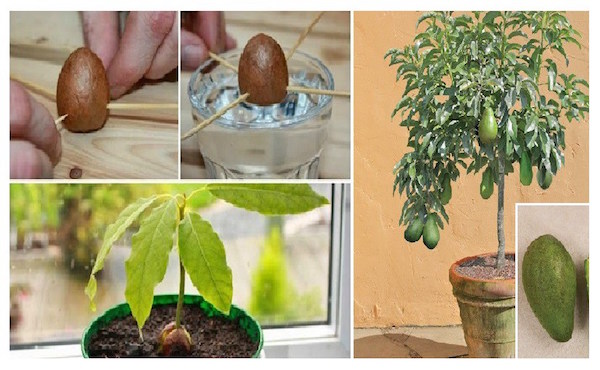 Enrich Your Garden with Your Own Avocado Tree - HealthInaSecond.com