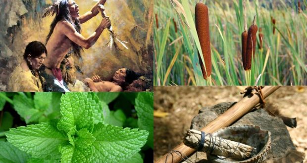 12 Plants Native Americans Used to Cure EVERYTHING (From joint pain to cancer)