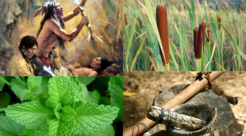 12 Plants Native Americans Used To Cure EVERYTHING (From Joint Pain To ...