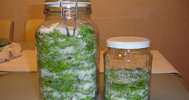 Recipe for Pine Needle Syrup: Treats Cough, Bronchitis, Throat inflammation and Boosts Immunity