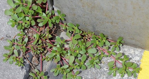 This Weed That Grows in Your Backyard Is One of the Healthiest Things For Your Body