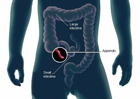 The Discovery of a Decade: There is a Function of the Human Appendix