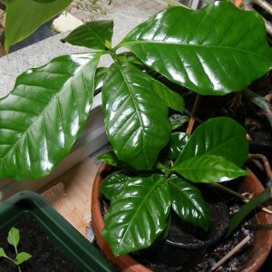 Coffee Lovers Only: The Perfect Plant For You, And How to Grow it at Home!