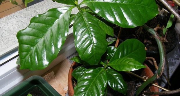 Coffee Lovers Only: The Perfect Plant For You, And How to Grow it at Home!