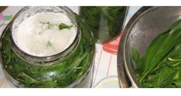 Homemade Plantago Syrup – The Best Remedy For Pulmonary Diseases