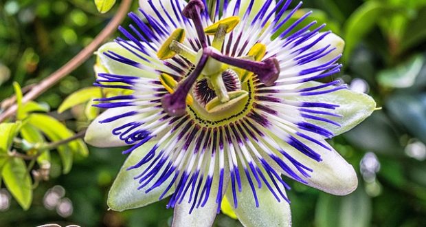 Passion Flower – A Remedy for Insomnia, Anxiety and Cramps