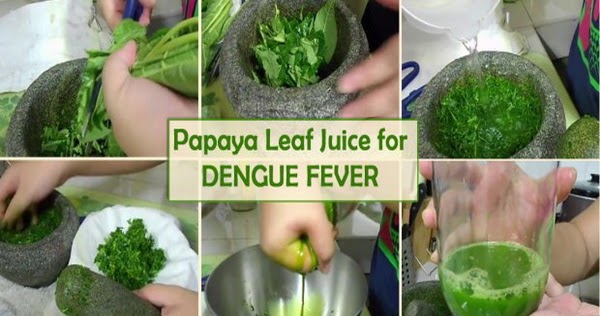 Papaya Leaf Juice Can Cure Dengue Fever: Make This Remedy at Your Home