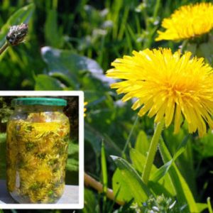 Simple and Easy to Prepare: Treat Hepatitis, Kidneys, Stomach, Liver and Cancer with Dandelion