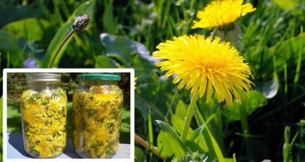 Simple and Easy to Prepare: Treat Hepatitis, Kidneys, Stomach, Liver and Cancer with Dandelion