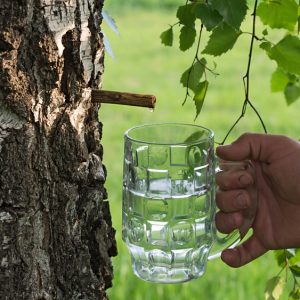 Birch Water – Latest Healthy Trend