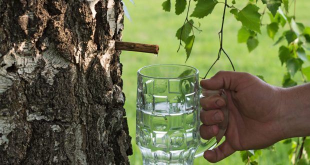 Birch Water – Latest Healthy Trend