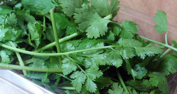 Detoxify Your Body and Remove 80% of Heavy Metals in Just 42 Days with the Power of Cilantro