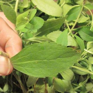 Get Rid of the Bad Habit: This Magical Herb Will Help You Quit Smoking Without Any Trouble