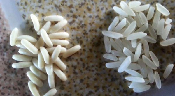 The World Is Swamped with Fake Rice: This How to Recognize and Avoid It