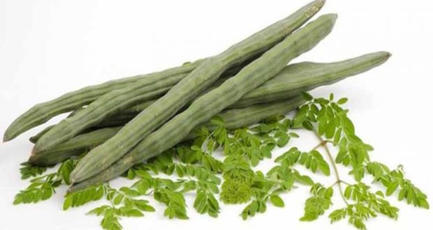 Moringa tree – The Miracolous tree