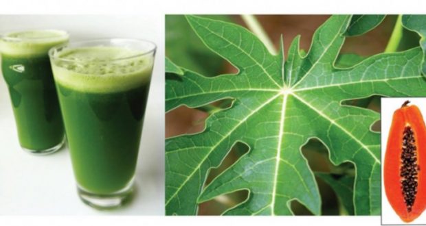 Papaya Leaf Juice Will Improve Your Health and Solve These Issues, Just Try It