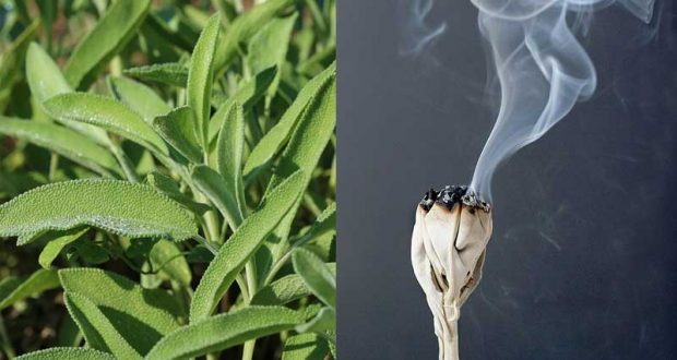 Lit Up Sage in Your House! The Benefits – Countless! - HealthInaSecond.com