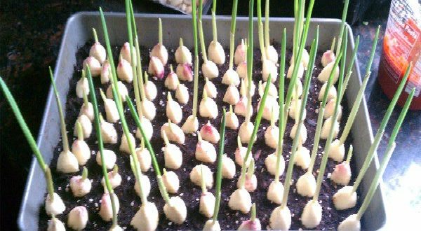 You Don’t Need to Buy Garlic, You Can Grow It at Your Home
