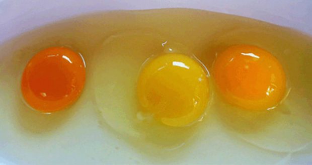 Here’s Why You Need To Consume Organic Eggs And How To Recognize Them!