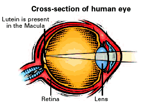 cross-section-of-eye