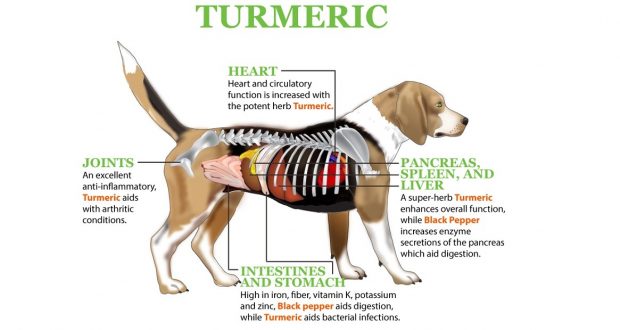 Help Your Dog: Make Golden Turmeric Paste and Give It to Your Pet to Prevent Cancer and Relieve Inflammation