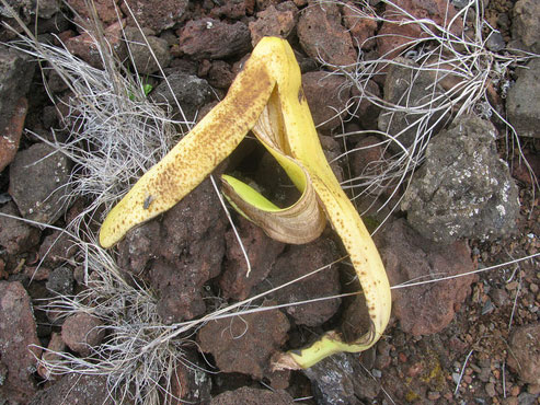 How To Make Garden Natural Fertilizer From Banana Peels!