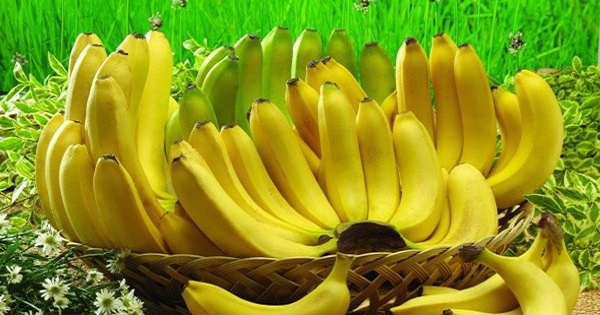 Do You Love to Eat Bananas? These 10 Amazing Facts Will Make You Love Them Even More