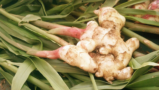 When And Why To Avoid Ginger Consumption