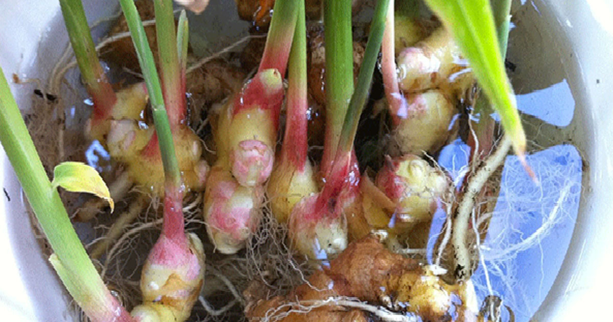 You Don’t Need to Buy Ginger Anymore, Grow Your Own at Your Home