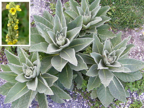 Did You Know About Mullein’s Miraculous Properties? See How And When You Can Use It As Cheap And Efficient Remedy!