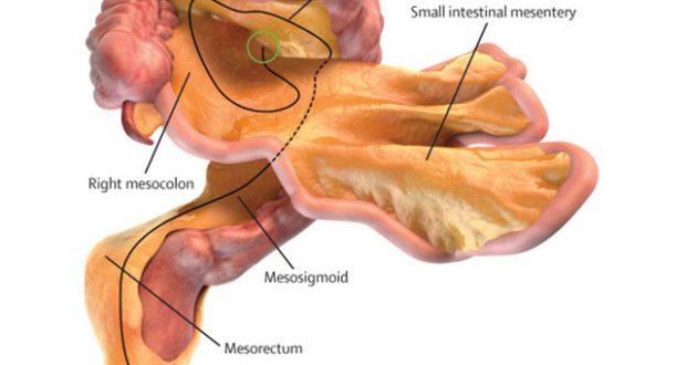 Read About The Newly Discovered Organ Called Mesentery!