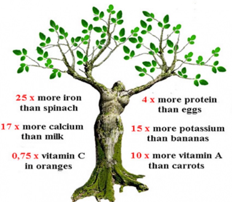 This Tree Cures More Than 300 Diseases, Including Tumors, Cancer, and Diabetes