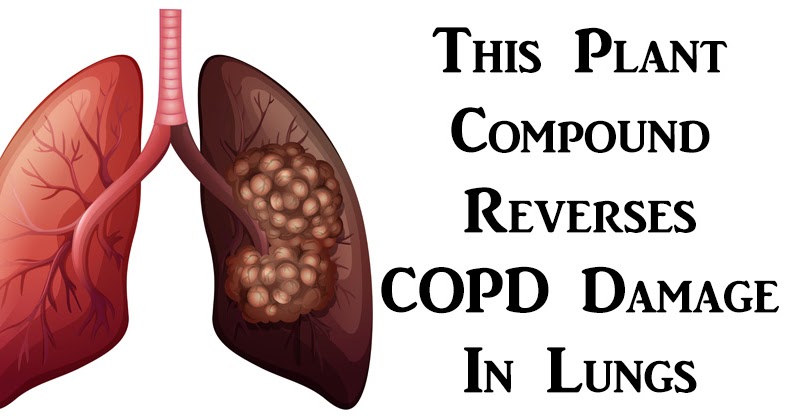 New Research Shows: This Plant Compound Reverses COPD Damage in Lungs