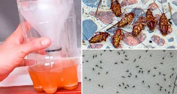 If You Have Problems with Cockroaches and Mosquitoes, Then You Need to Try This Recipe