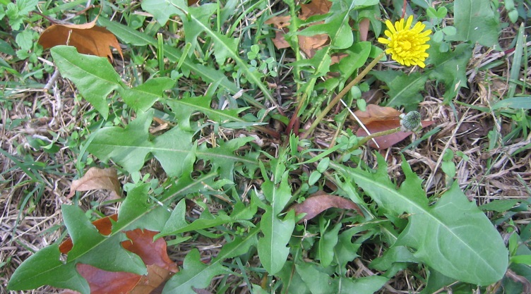 This Plant Is Very Popular, But Nobody Knows It Can Disintegrate Cancer Cells In 2 Days