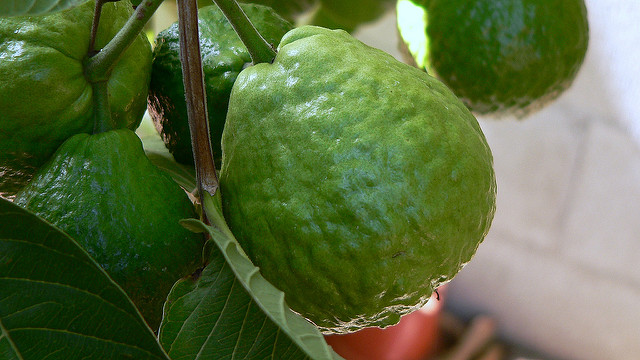 How Guava Leaves Can Solve All Skin Problems!