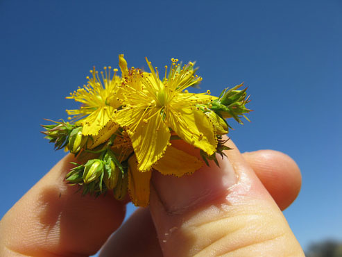 Calendar Of Gathering Healthy Herbs!