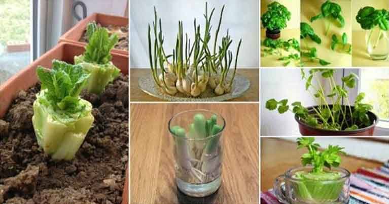 You Can Regrow These 10 Plants Again and Again and Have Fresh Veggies All the Time