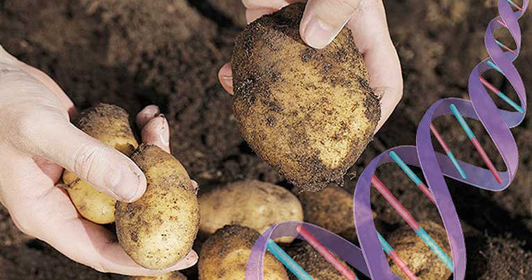 Our Health Is at Risk: The United States Approved Three Types of Genetically Modified Potatoes