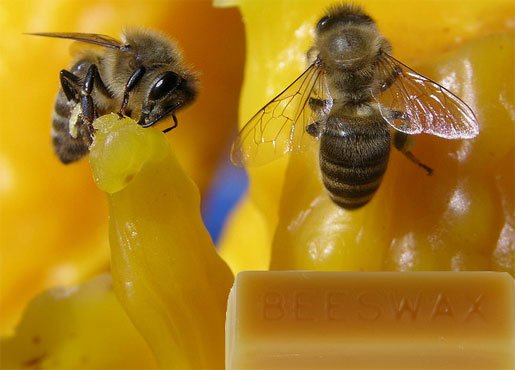 You Should Get Informed About Bee Wax And Its Magical Properties!