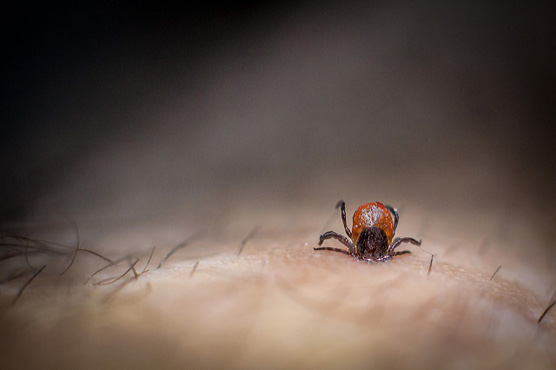 How To Easily Get Rid Of Ticks And Prevent Tickborne Disease!