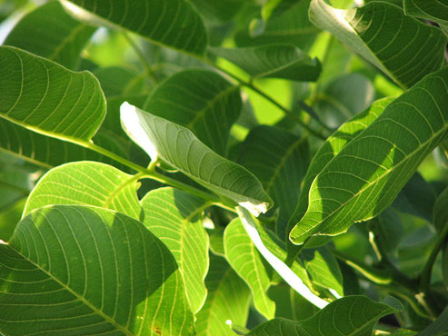 Walnut Leaves Are An Underestimated Natural Remedy!