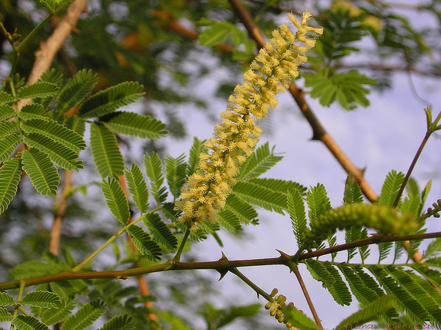 This Recipe With Acacia Is 100% Easy And Useful!